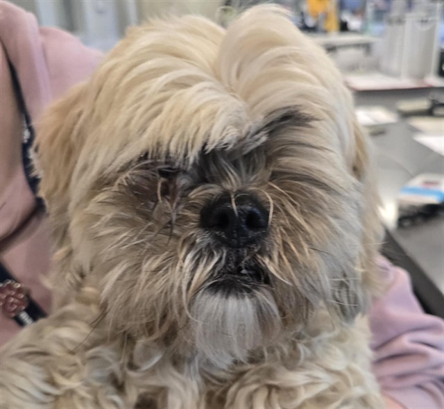 Molly - Female - Shih Tzu-Mix