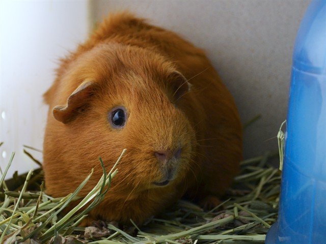 Rooster - Male - Guinea Pig