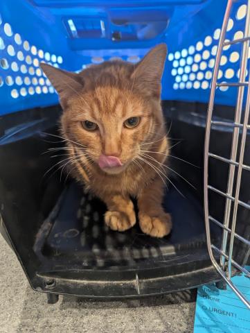  - Male - Domestic SH