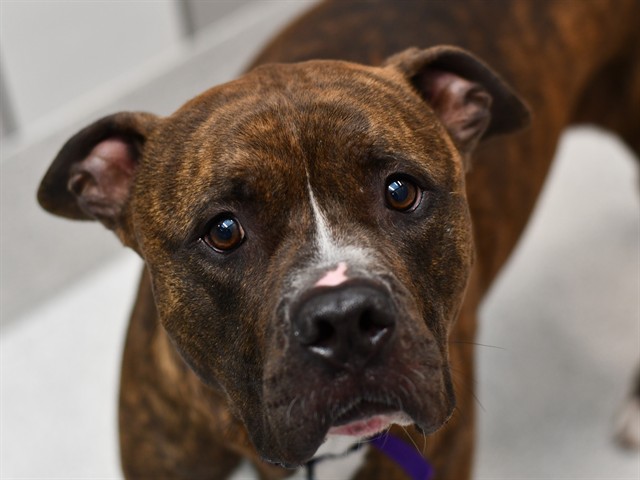 Gamma - Male - Staffordshire Bull Terrier