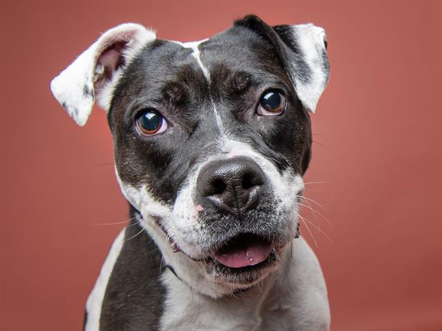 Yawni - Female - Pit Bull-Mix