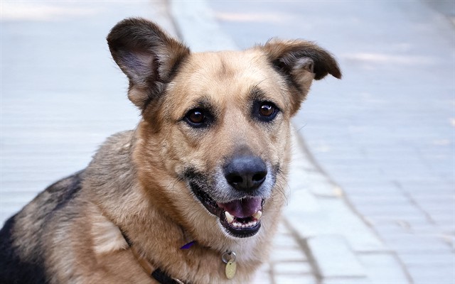 Cairo - Male - German Shepherd-Mix