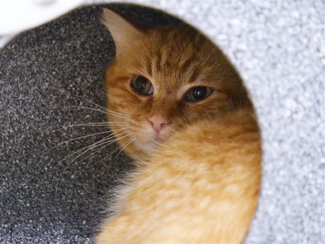 Walter - Male - Domestic SH