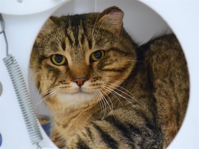 Zigzagoon - Male - Domestic SH