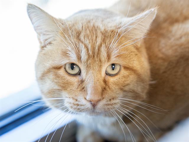 Fletcher - Male - Domestic SH