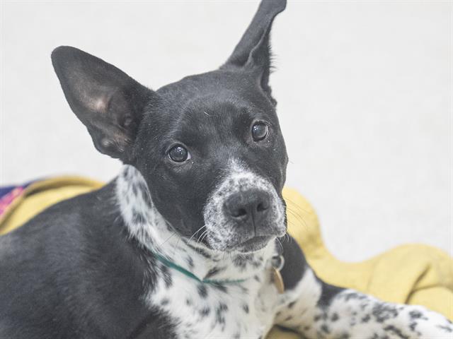 Moxy - Female - Border Collie-Pit Bull