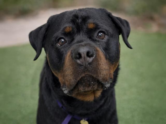 Bowser - Male - Rottweiler