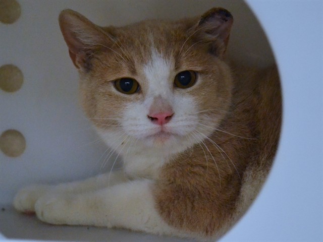 Crisps - Male - Domestic SH