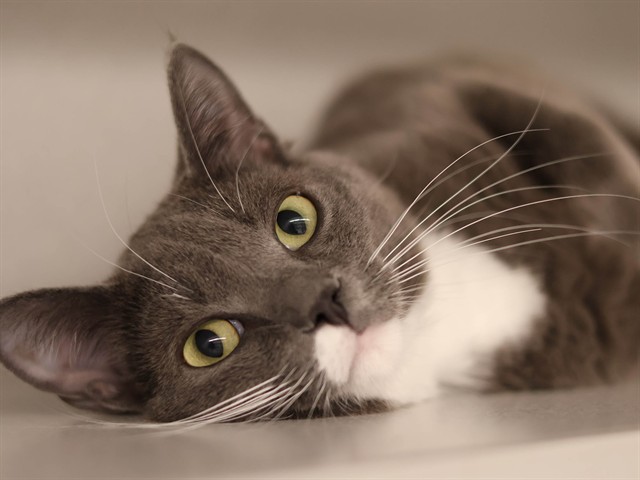 Matilda - Female - Domestic SH