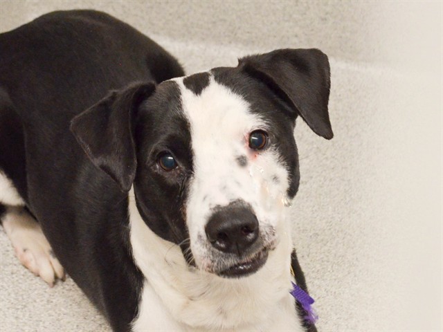 Zuko - Male - Nonspecific