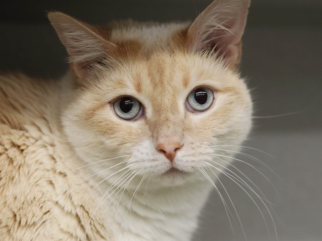 Admiral Boom - Male - Domestic SH