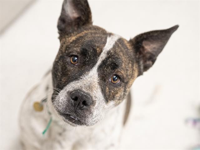 Chaparrita - Female - Pit Bull-Mix