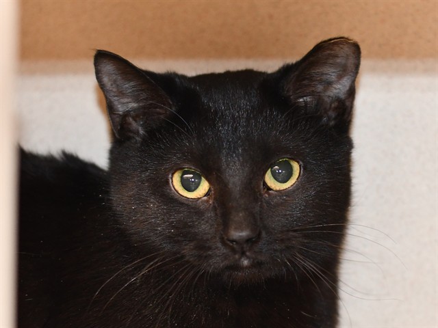 Jacket Potato - Female - Domestic SH