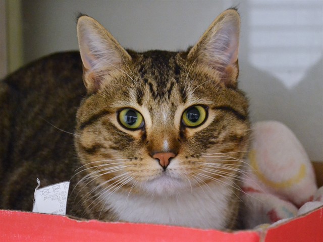 Russel - Male - Domestic SH