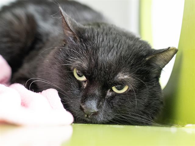 Periwinkle - Male - Domestic SH