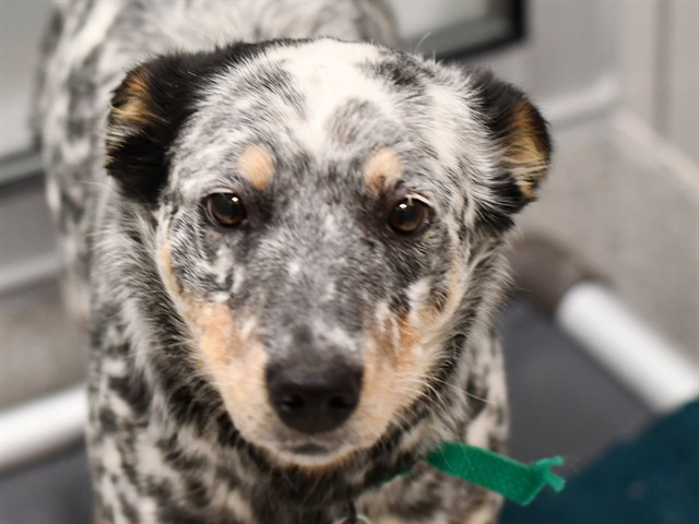 Merida - Female - Australian Cattle Dog