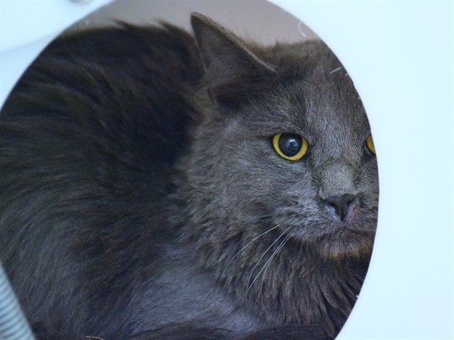 Mortimer - Male - Domestic SH