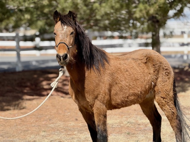 Mario - Male - Grade