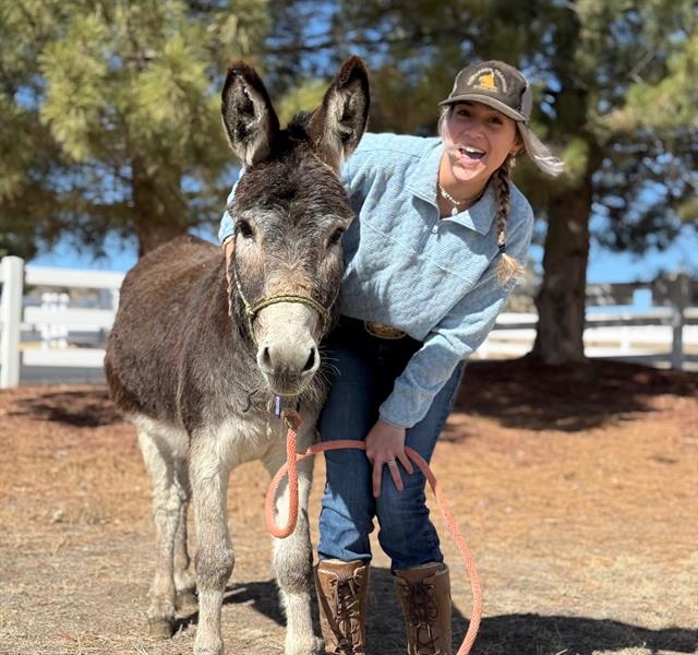 Kong - Male - Donkey