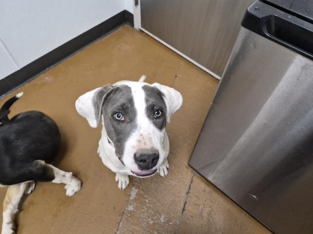 Riley - Female - Pit Bull