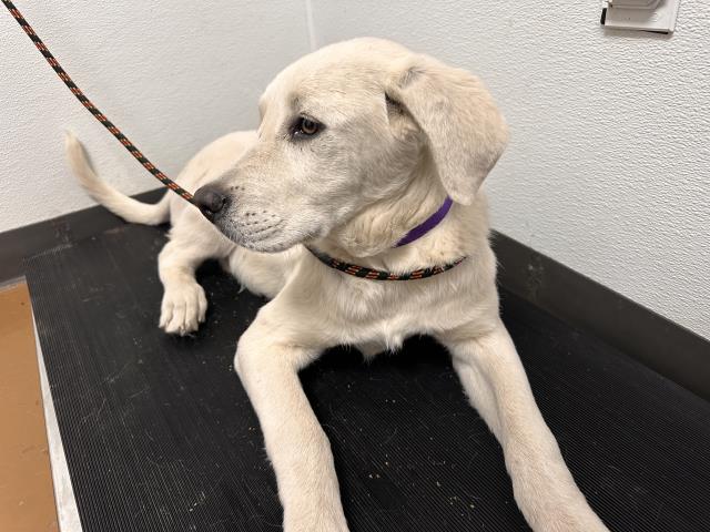 Caillou - Male - Labrador Retriever