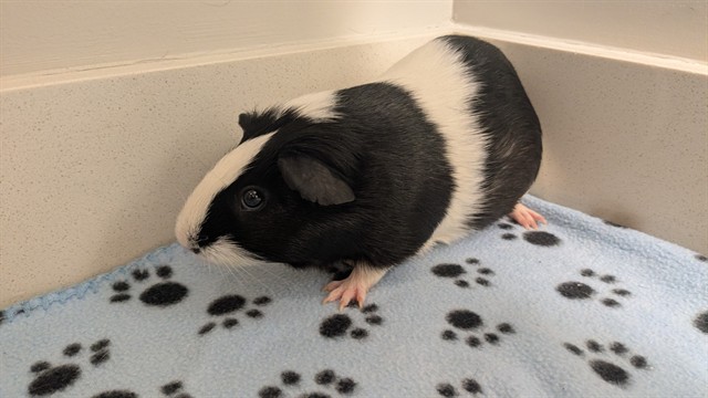 Persephone - Female - Guinea Pig