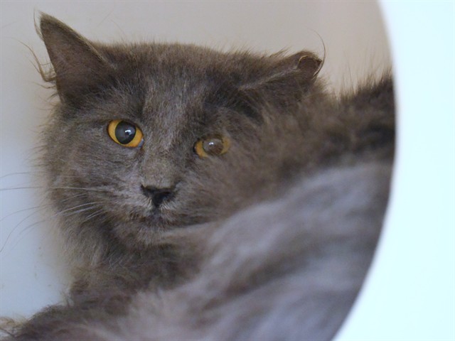 Lorry - Female - Domestic LH