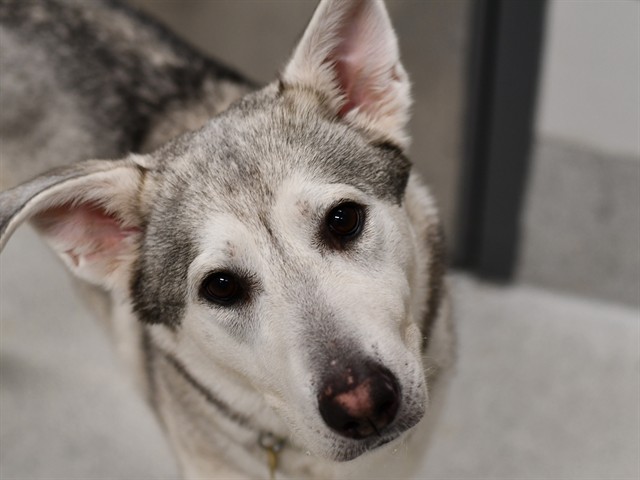 Patricia - Female - Siberian Husky-Mix