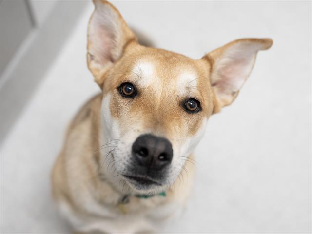 Matilda - Female - Nonspecific