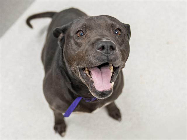 Luke - Male - Pit Bull-Staffordshire Bull Terrier