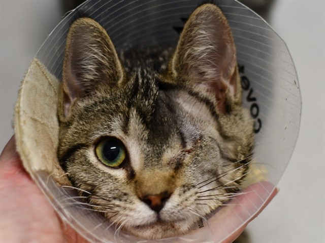 Kakashi - Female - Domestic SH