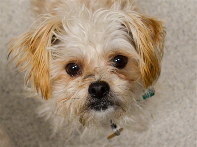 Izzy - Female - Yorkshire Terrier