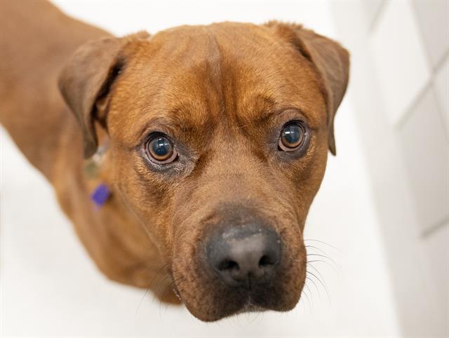 Fidget - Male - Pit Bull-Rottweiler