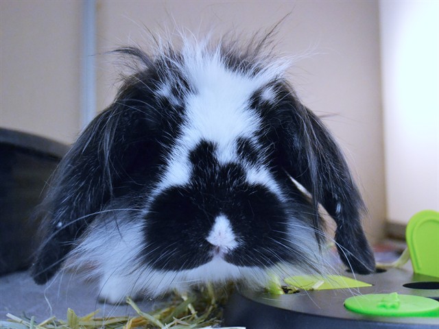 Elio - Male - Lionhead-Lop