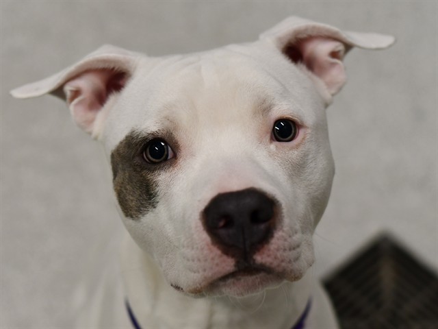 Ace - Male - Pit Bull