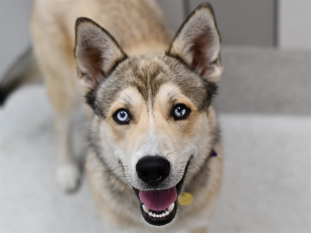 Tortellini - Male - Siberian Husky-Mix