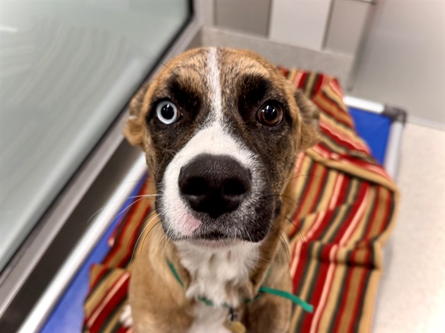 Puddle - Female - Siberian Husky-Mix