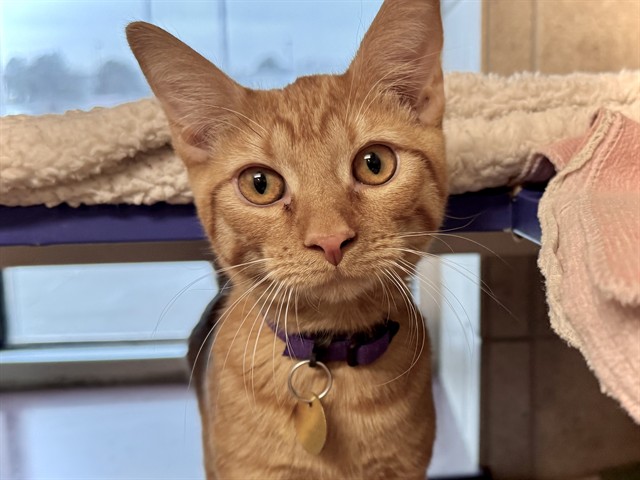 Mcdonald - Male - Domestic SH