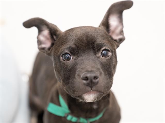 Tootie - Female - Pit Bull-Mix