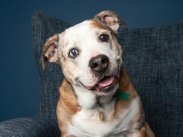 Lola - Female - Nonspecific