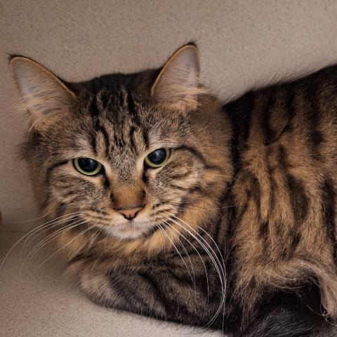  - Male - Domestic LH