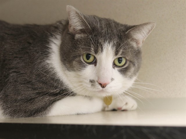 Webber - Male - Domestic SH