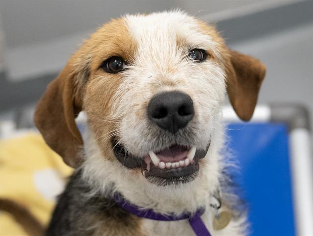 Rudy - Male - German Wirehaired Pointer-Mix