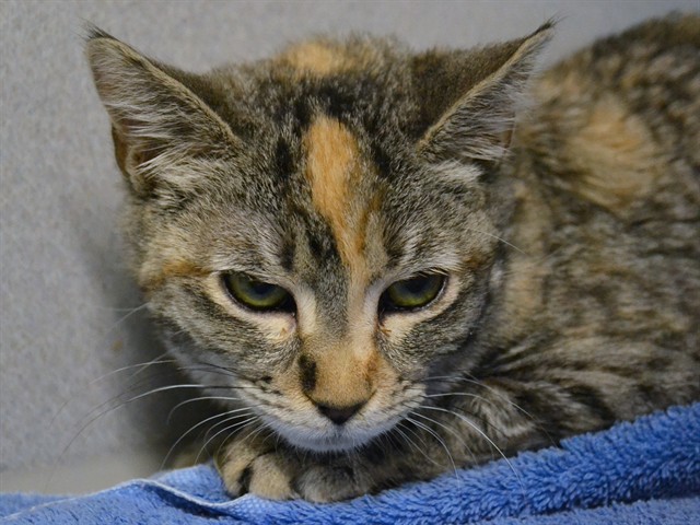 Marsha - Female - Domestic SH