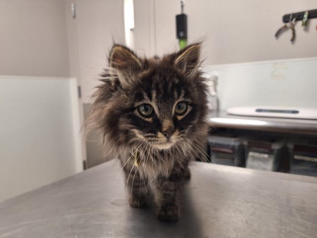  - Male - Domestic LH