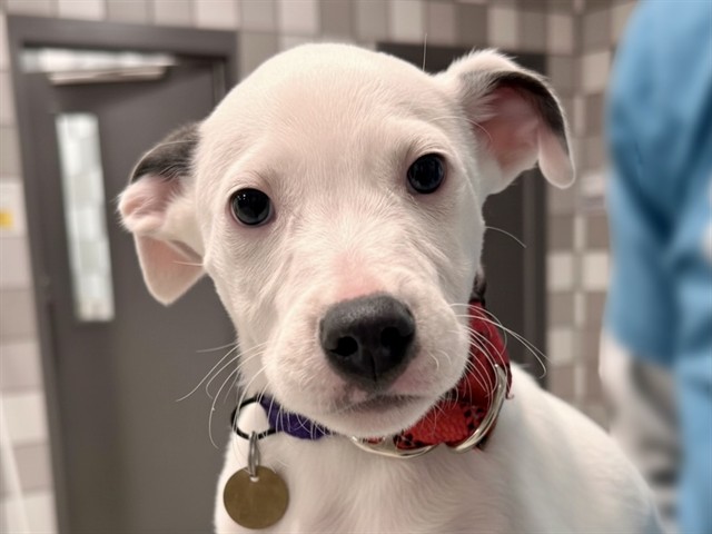  - Male - Pit Bull-Mix