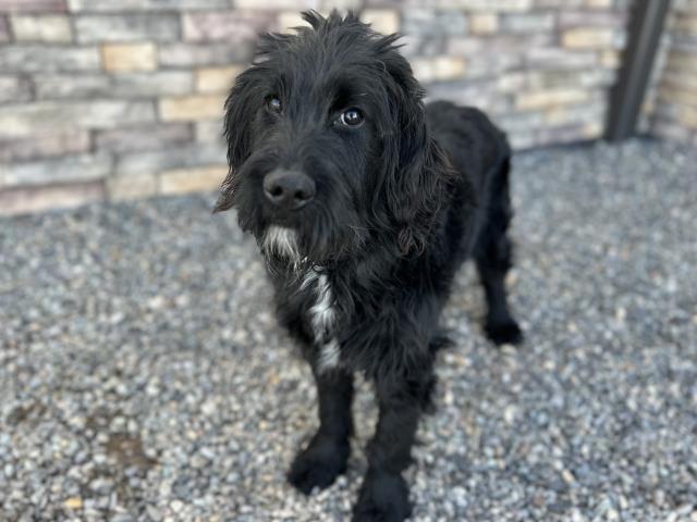 Milo - Male - Standard Poodle-Mix
