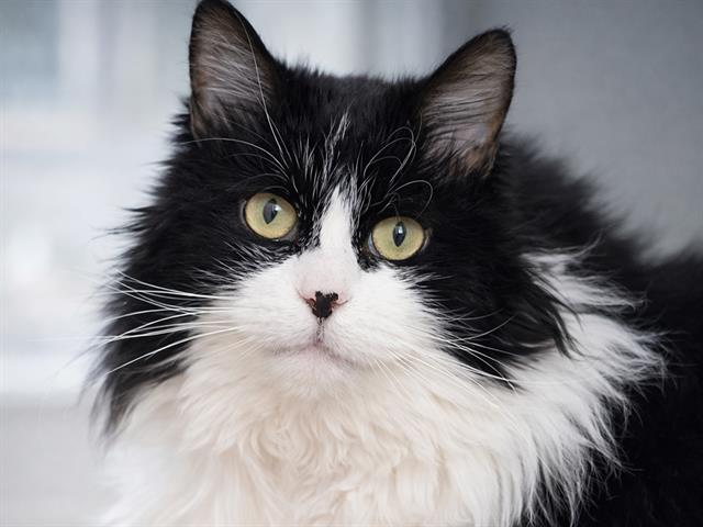 Momma Kitty - Female - Domestic LH