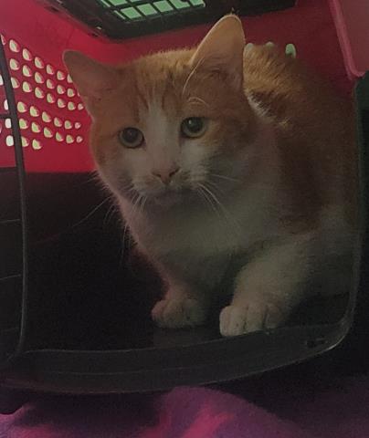 Rikku - Male - Domestic SH