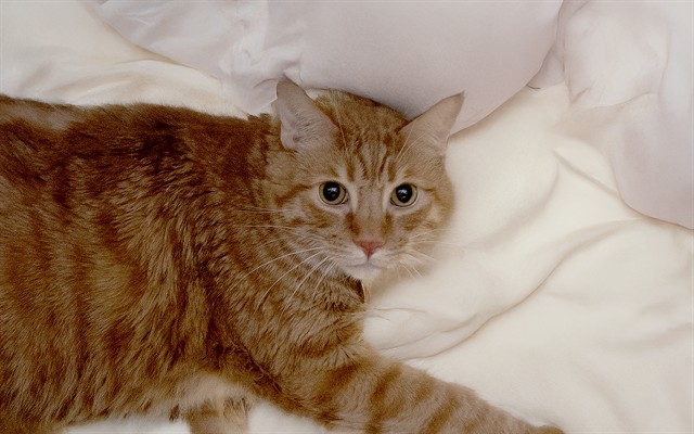  - Male - Domestic SH